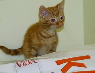 337889796_test_media_1126x866.jpg